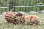 Trixie-Weiden-Tunnelkaninchen