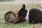 Trixie-Weiden-Tunnelkaninchen