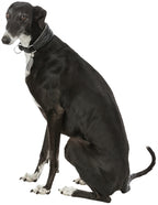 Trixie Halsband Hund Aktiv Komfort Für Windhunde Leder Schwarz / Grau