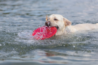 Trixie Hundescheibe Schwimmend Tpr Sortiert
