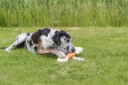 Trixie Dentafun Huhn Kauen Bot