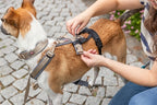 Trixie Panikadapter Steg Für Gurtzeuge Schwarz