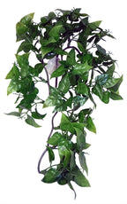 Komodo-Philodendron-Pflanze